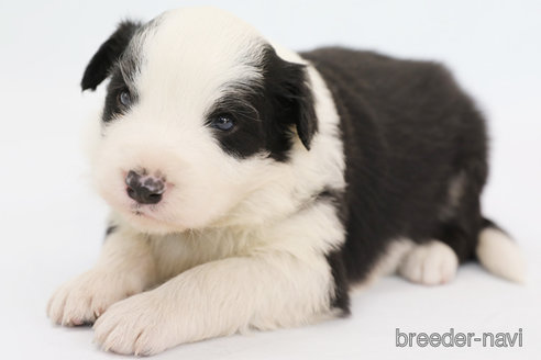 成約済の神奈川県のボーダーコリー-304591の1枚目